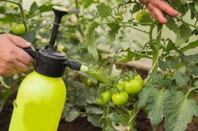 Come e come spruzzare i pomodori dopo la pioggia