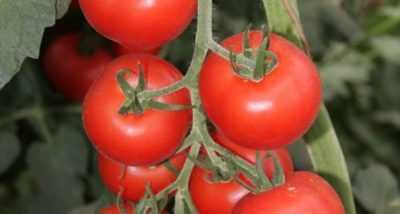 Come e come trattare la putrefazione marrone nei pomodori