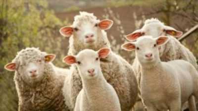 Come fare un allevatore di pecore