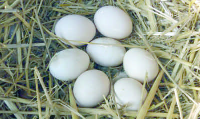 Come funziona l’incubazione delle uova d’oca a casa