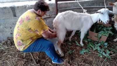Come mungere una giovane capra
