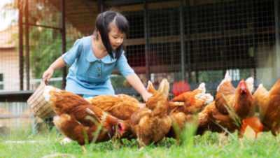 Come nutrire i polli fin dai primi giorni di vita