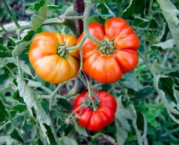 Come nutrire i pomodori durante la fruttificazione