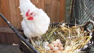 Come nutrire il pollo in inverno per la deposizione delle uova