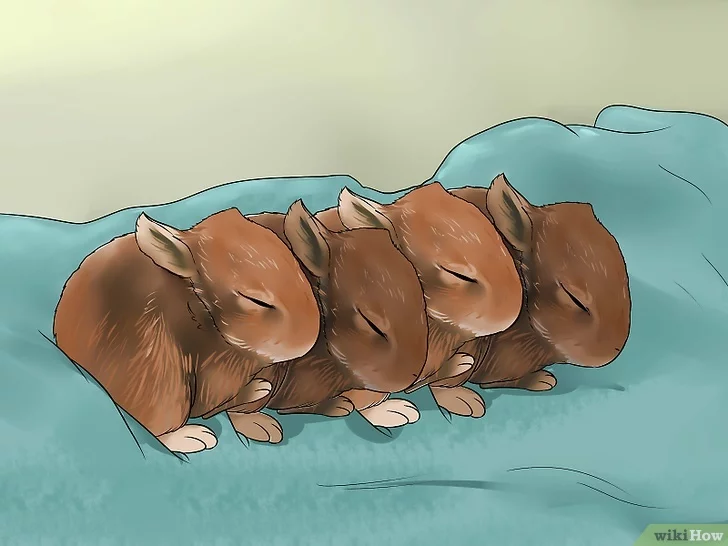 Come nutrire in modo indipendente i conigli neonati senza conigli di mamma