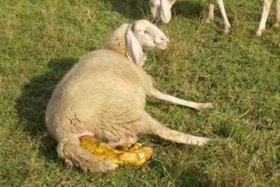 Come nutrire una capra immediatamente dopo l’agnello e che tipo di esca dare ai bambini appena nati