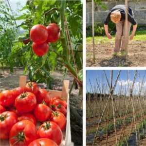 Come piantare correttamente i pomodori in una serra