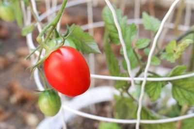 Come piantare pomodori in piena terra