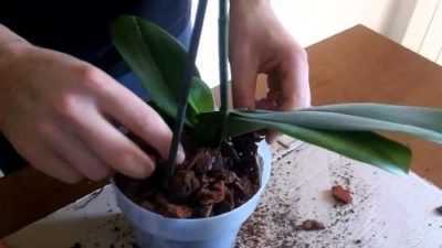 Come piantare un’orchidea