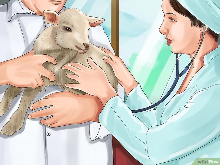 Come posso nutrire un agnello da solo?