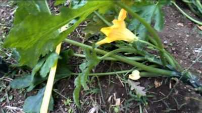 Come potare le foglie di zucchine