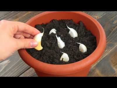 Come preparare il terreno per l’aglio