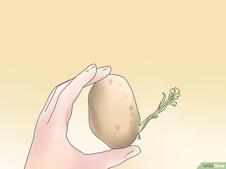 Come preparare le patate prima di piantare