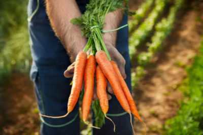 Come preparare un letto per le carote in primavera