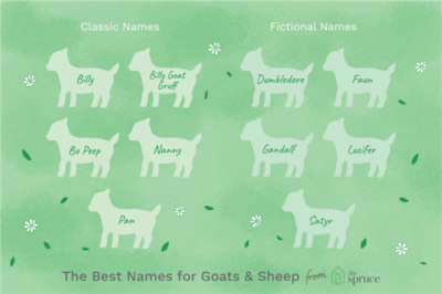 Come scegliere i soprannomi per agnello e pecora