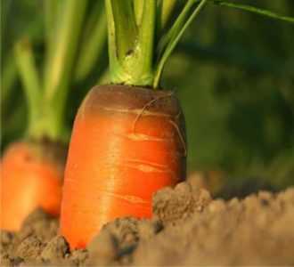 Come seminare carote in pieno campo in primavera
