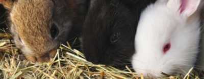 Come tenere i conigli all’aperto in inverno