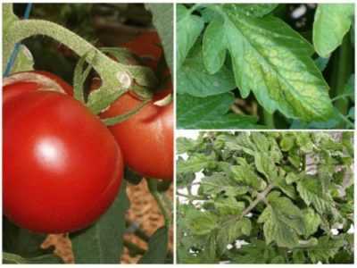 Come trattare gli afidi sui pomodori