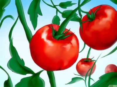 Come trattare i semi di pomodoro prima di piantare