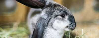 Come trattare la congiuntivite nei conigli a casa