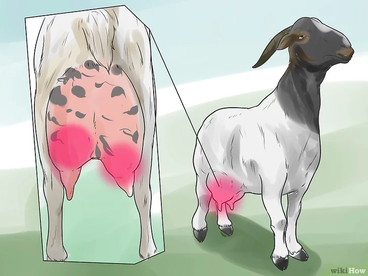 Come trattare la mastite nelle capre