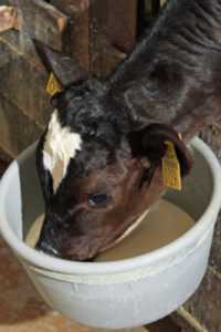 Come trattare la salmonella nei vitelli