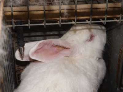 Come trattare la scabbia dell’orecchio nei conigli