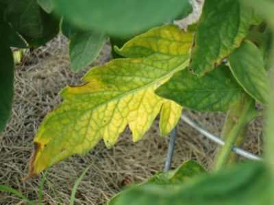 Come trattare le foglie secche sulle piantine di pomodoro