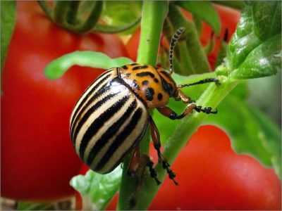 Come trattare lo scarabeo di patata del Colorado sui pomodori