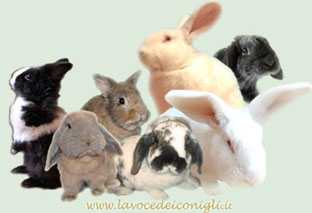 Conigli, le loro varietà e stile di vita