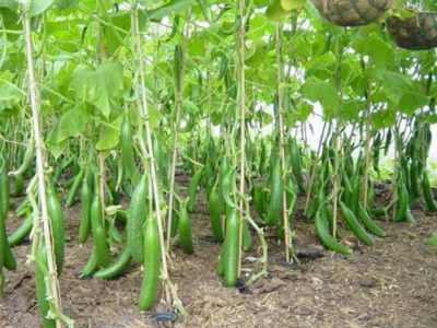 Corretta coltivazione di piantine di cetrioli
