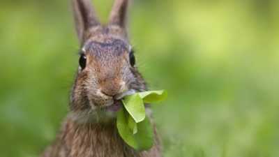 Cosa e come nutrire i conigli