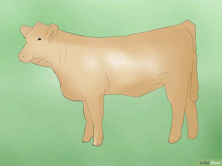 Cosa fare se dopo il parto la mucca non si alza