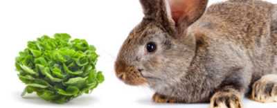 Cosa nutrire e cosa può mangiare un coniglio decorativo