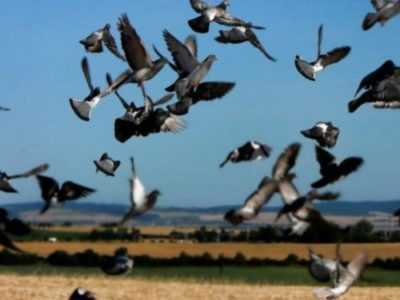 Cosa possono mangiare i piccioni e quali alimenti devono essere posti il ​​veto