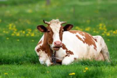 Cosa significa il termine mucca: descrizione e cause del fenomeno