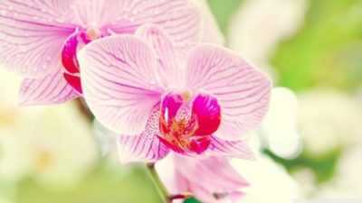 Cosa simboleggia l’orchidea