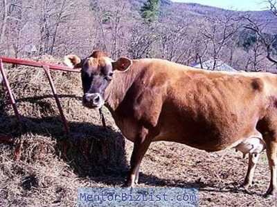 Cos’è la caccia alle mucche, come determinare questo periodo