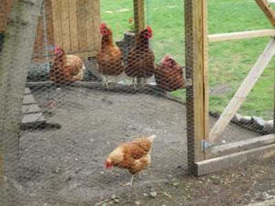 Costruzione di pollaio fai-da-te per 10-20 galline