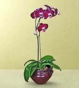 Cura dell’orchidea in un vaso e una lampadina