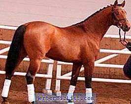 Descrizione dei cavalli della razza cabardiana