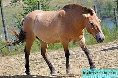 Descrizione dei cavalli di razza Przhevalsky
