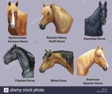Descrizione dei cavalli di razza Russian Heavy