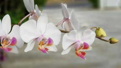 Descrizione dei parassiti dell’orchidea