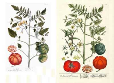 Descrizione dei pomodori Cardinale