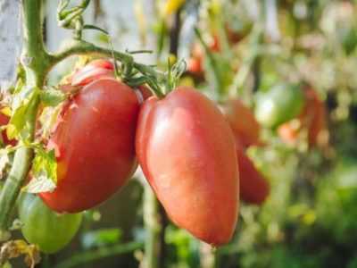 Descrizione dei pomodori della varietà Kosishapy di Mishka