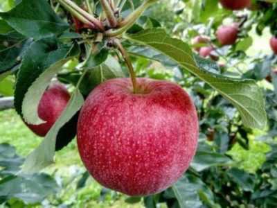 Descrizione dei pomodori Varietà di mele