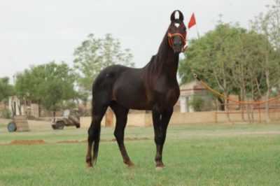 Descrizione del cavallo Marwar