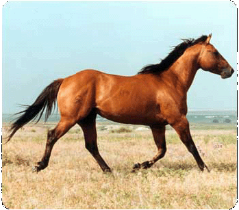 Descrizione del cavallo Mustang
