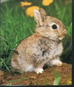 Descrizione del coniglio